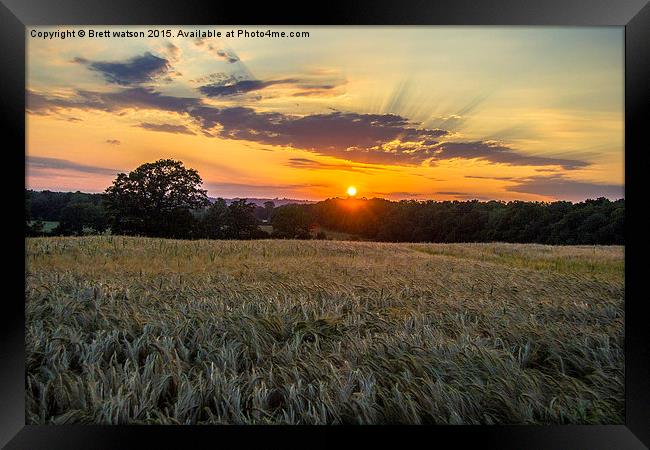  sunset over corn fields Framed Print by Brett watson