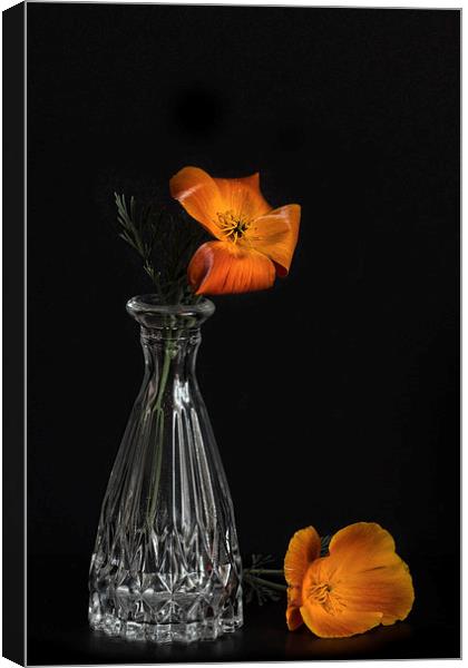  California poppy Canvas Print by Eddie John