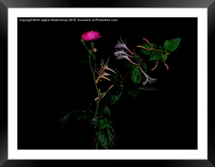  Jasmine and rose Framed Mounted Print by Ali asghar Mazinanian