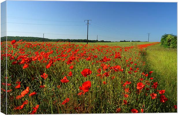Poppies and Telegraph poles  Canvas Print by Darren Galpin