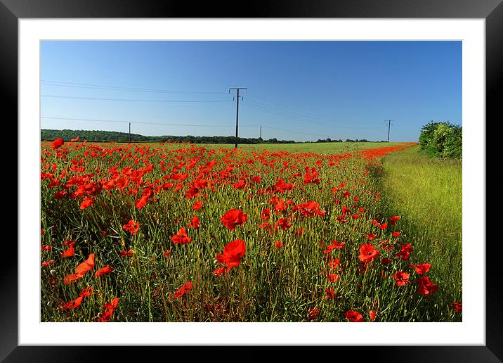 Poppies and Telegraph poles  Framed Mounted Print by Darren Galpin
