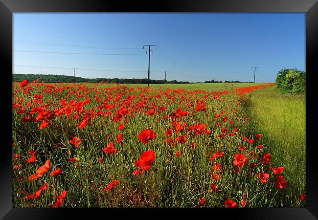 Poppies and Telegraph poles  Framed Print by Darren Galpin