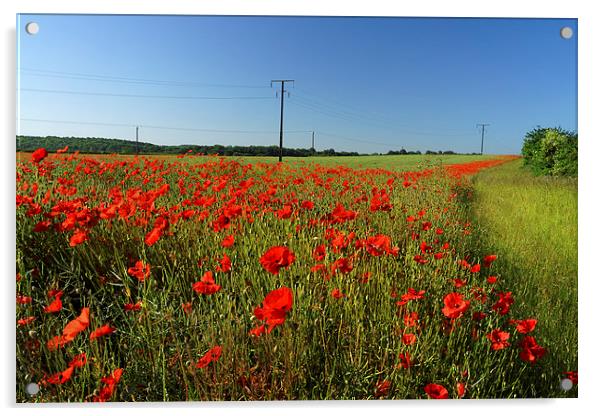 Poppies and Telegraph poles  Acrylic by Darren Galpin