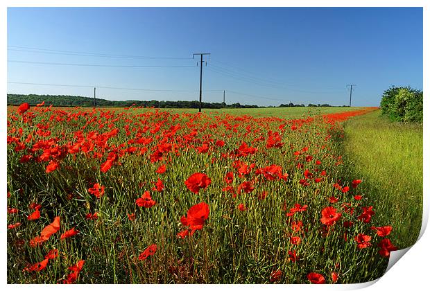 Poppies and Telegraph poles  Print by Darren Galpin