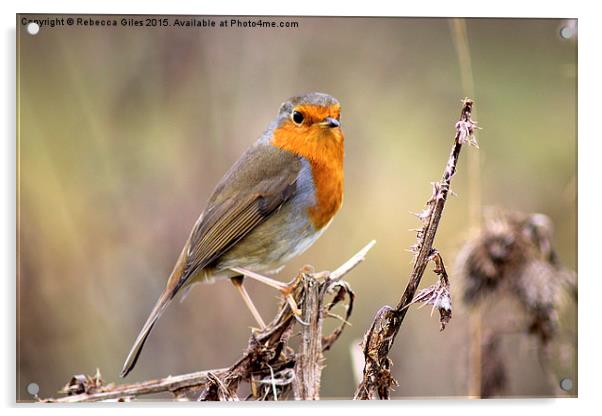  Robin Acrylic by Rebecca Giles