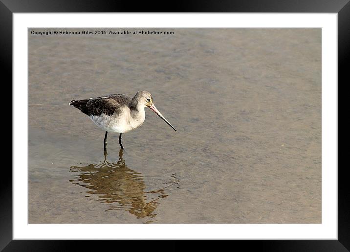  Bar-tailed Godwit Framed Mounted Print by Rebecca Giles