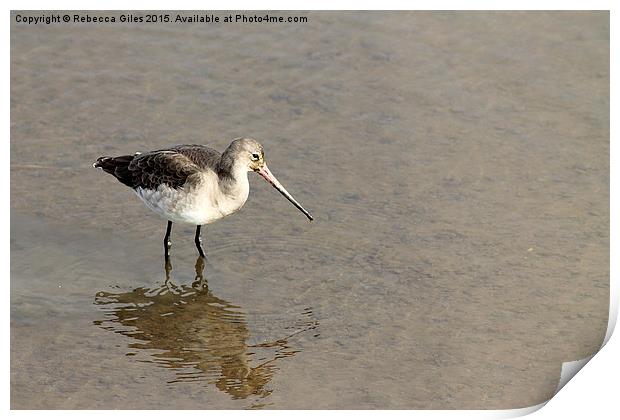  Bar-tailed Godwit Print by Rebecca Giles