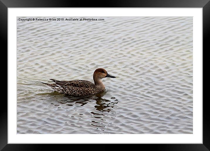  Female Pintail Duck Framed Mounted Print by Rebecca Giles