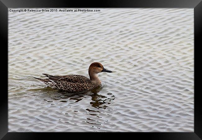  Female Pintail Duck Framed Print by Rebecca Giles
