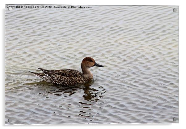  Female Pintail Duck Acrylic by Rebecca Giles