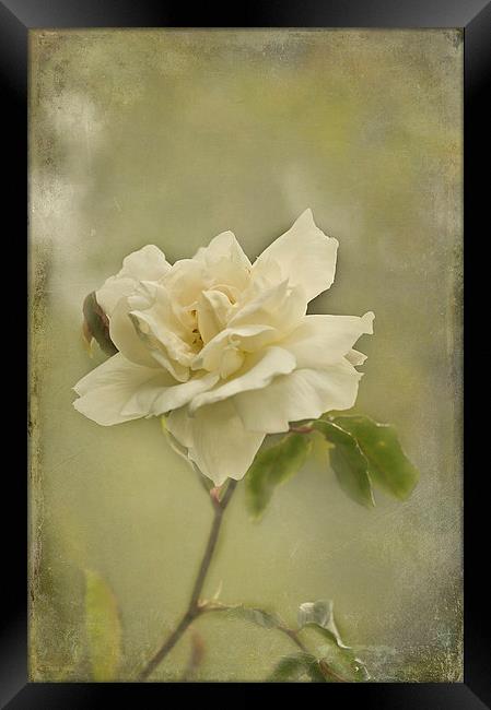 Vintage White Climbing Rose  Framed Print by Jacqi Elmslie