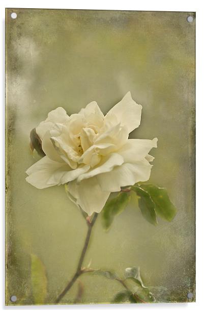 Vintage White Climbing Rose  Acrylic by Jacqi Elmslie