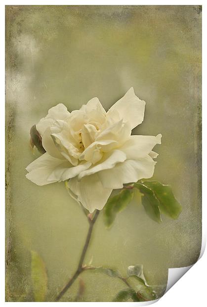 Vintage White Climbing Rose  Print by Jacqi Elmslie