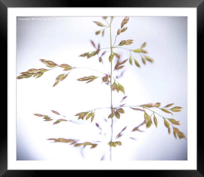  Grass Framed Mounted Print by David Coldwell