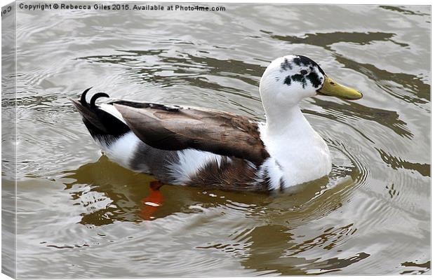  Hybrid Mallard Canvas Print by Rebecca Giles