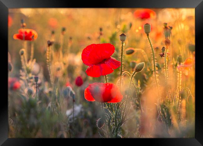  Poppy sunset Framed Print by Inguna Plume