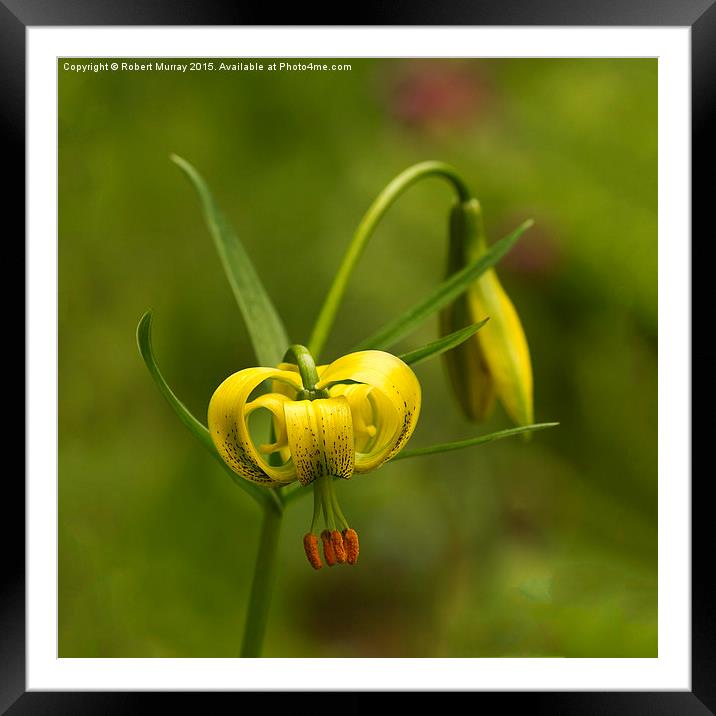 Yellow Turk's Cap Lily  Framed Mounted Print by Robert Murray
