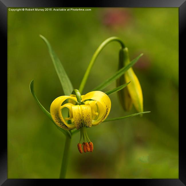 Yellow Turk's Cap Lily  Framed Print by Robert Murray
