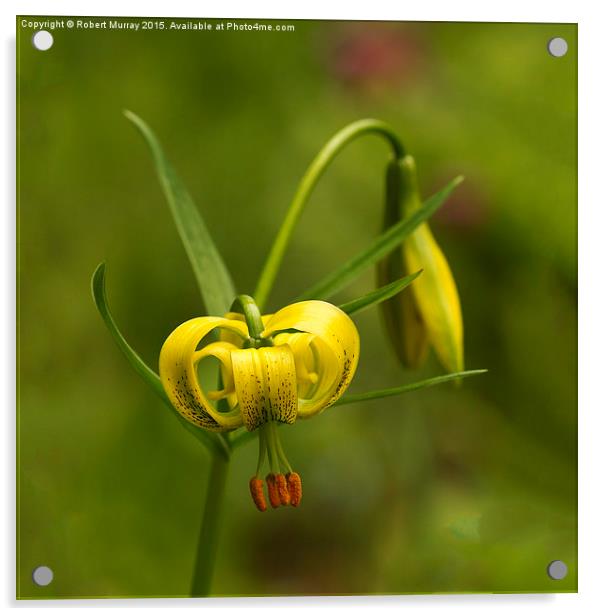 Yellow Turk's Cap Lily  Acrylic by Robert Murray
