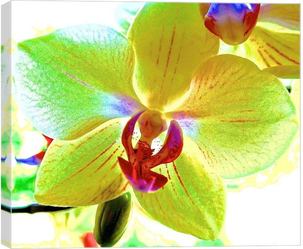  Retro Orchid Flower Canvas Print by Sue Bottomley