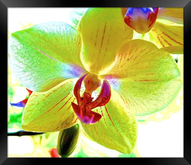  Retro Orchid Flower Framed Print by Sue Bottomley