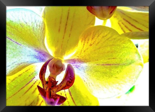  Retro Orchid Flower Framed Print by Sue Bottomley