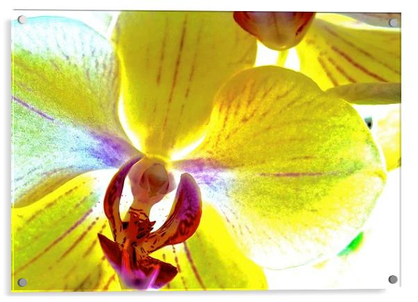  Retro Orchid Flower Acrylic by Sue Bottomley