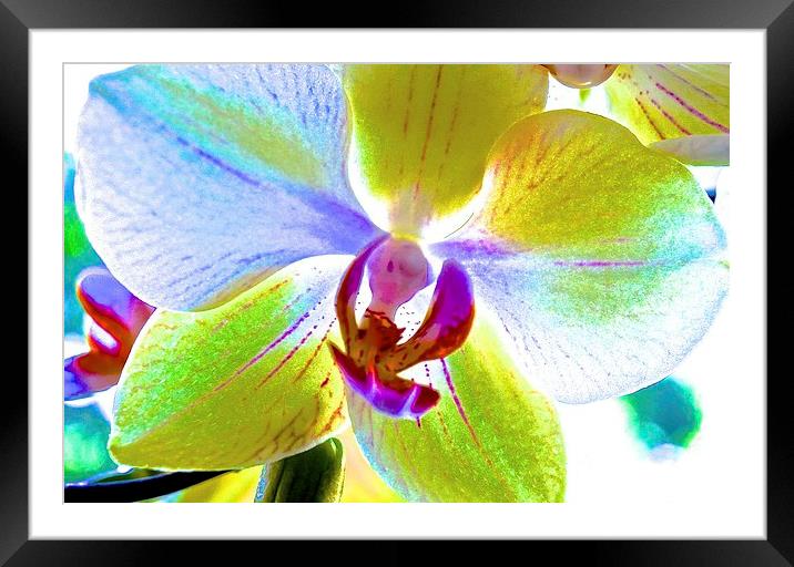 Retro Orchid Flower  Framed Mounted Print by Sue Bottomley