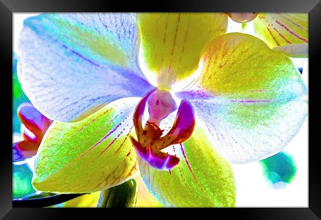 Retro Orchid Flower  Framed Print by Sue Bottomley