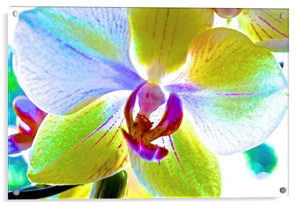 Retro Orchid Flower  Acrylic by Sue Bottomley