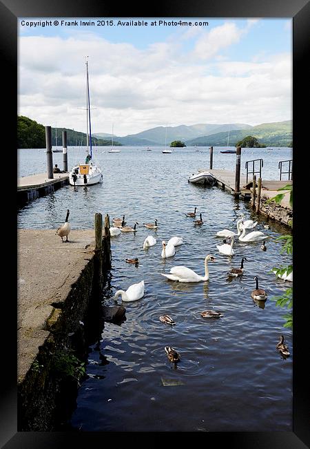  Mooring posts on Windermere Framed Print by Frank Irwin