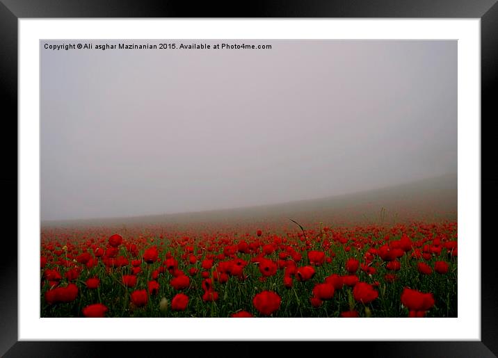  A farm of Tulips, Framed Mounted Print by Ali asghar Mazinanian