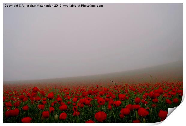  A farm of Tulips, Print by Ali asghar Mazinanian