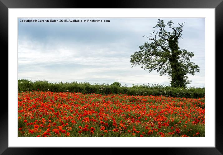  Poppy Field with Tree Framed Mounted Print by Carolyn Eaton