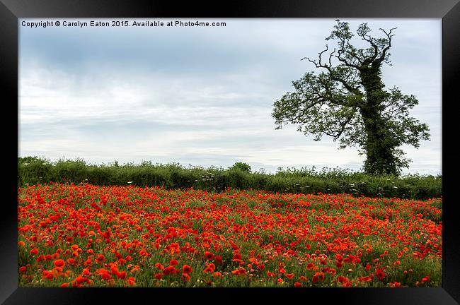  Poppy Field with Tree Framed Print by Carolyn Eaton