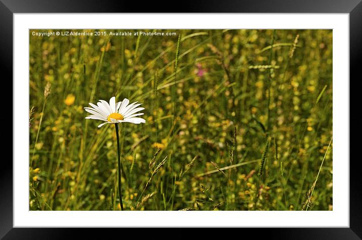  Dare To Be Different Framed Mounted Print by LIZ Alderdice