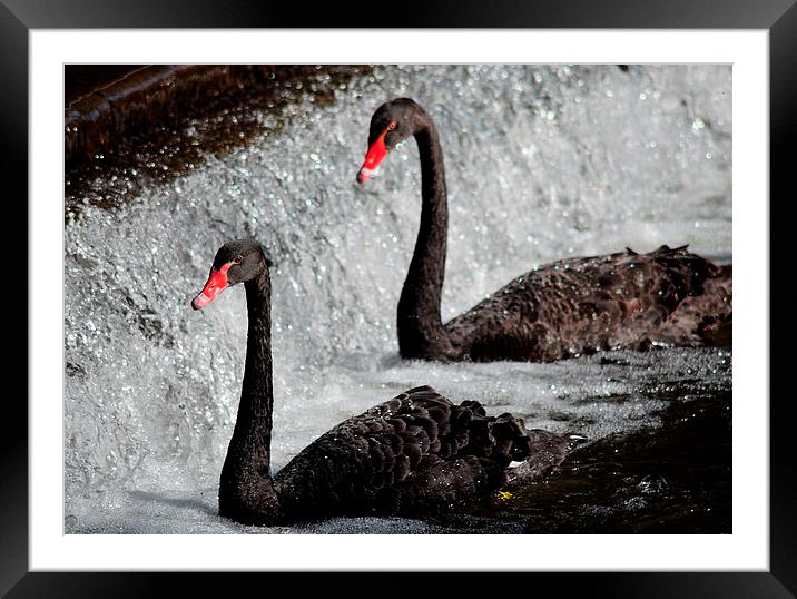  Black swans at Dawlish Framed Mounted Print by Rosie Spooner