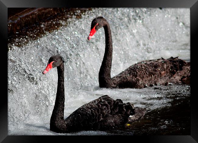  Black swans at Dawlish Framed Print by Rosie Spooner