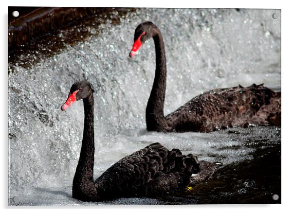  Black swans at Dawlish Acrylic by Rosie Spooner