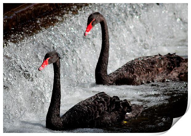  Black swans at Dawlish Print by Rosie Spooner