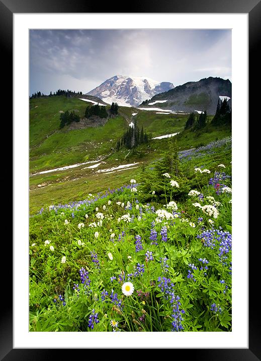 Lupine Storm Framed Mounted Print by Mike Dawson