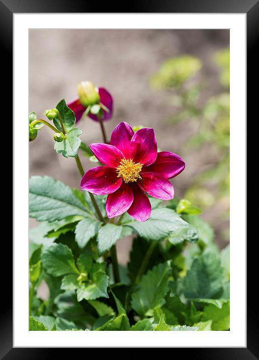 Magenta flower Framed Mounted Print by Adrian Bud