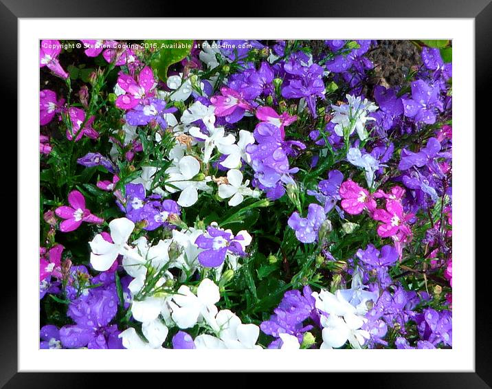  Lobelia with Pastel Colours Framed Mounted Print by Stephen Cocking