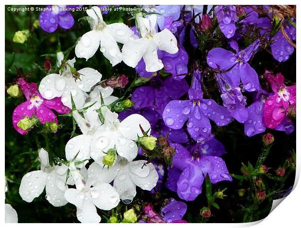  Lobelia Flowers with Rainwater Print by Stephen Cocking