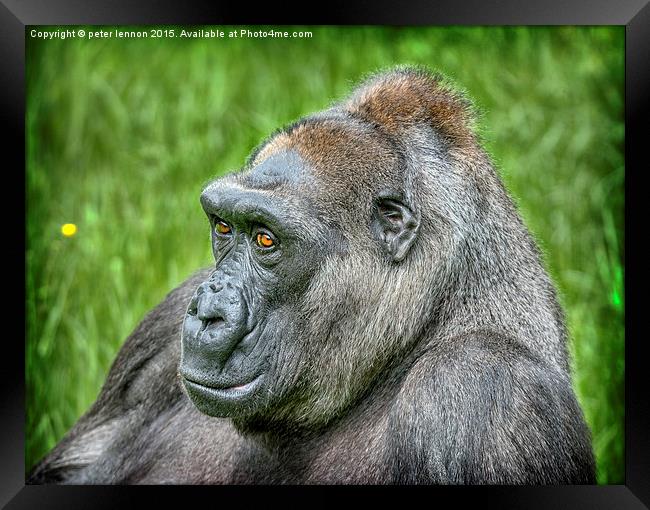  Here's Lookin' at you babe Framed Print by Peter Lennon