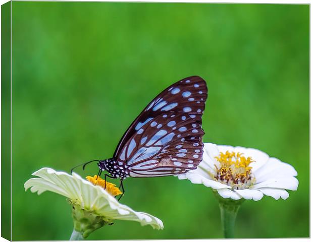 Brown Butterfly on the Yellow Flower Canvas Print by Hassan Najmy