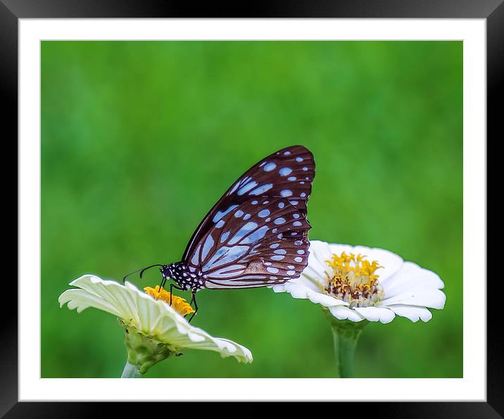 Brown Butterfly on the Yellow Flower Framed Mounted Print by Hassan Najmy