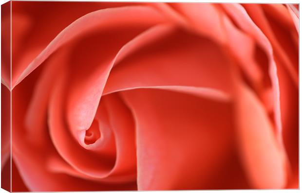 Delicate Pick Rose Swirl Canvas Print by Martin Williams