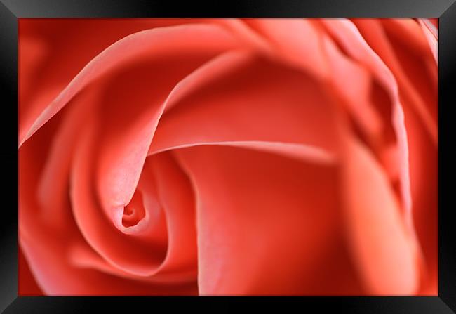 Delicate Pick Rose Swirl Framed Print by Martin Williams