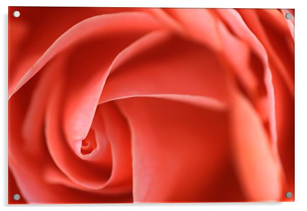Delicate Pick Rose Swirl Acrylic by Martin Williams